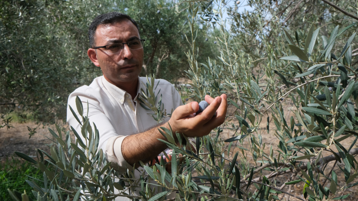 Alanya'da zeytin hasadına başlandı, rekoltenin yüksek olması bekleniyor 