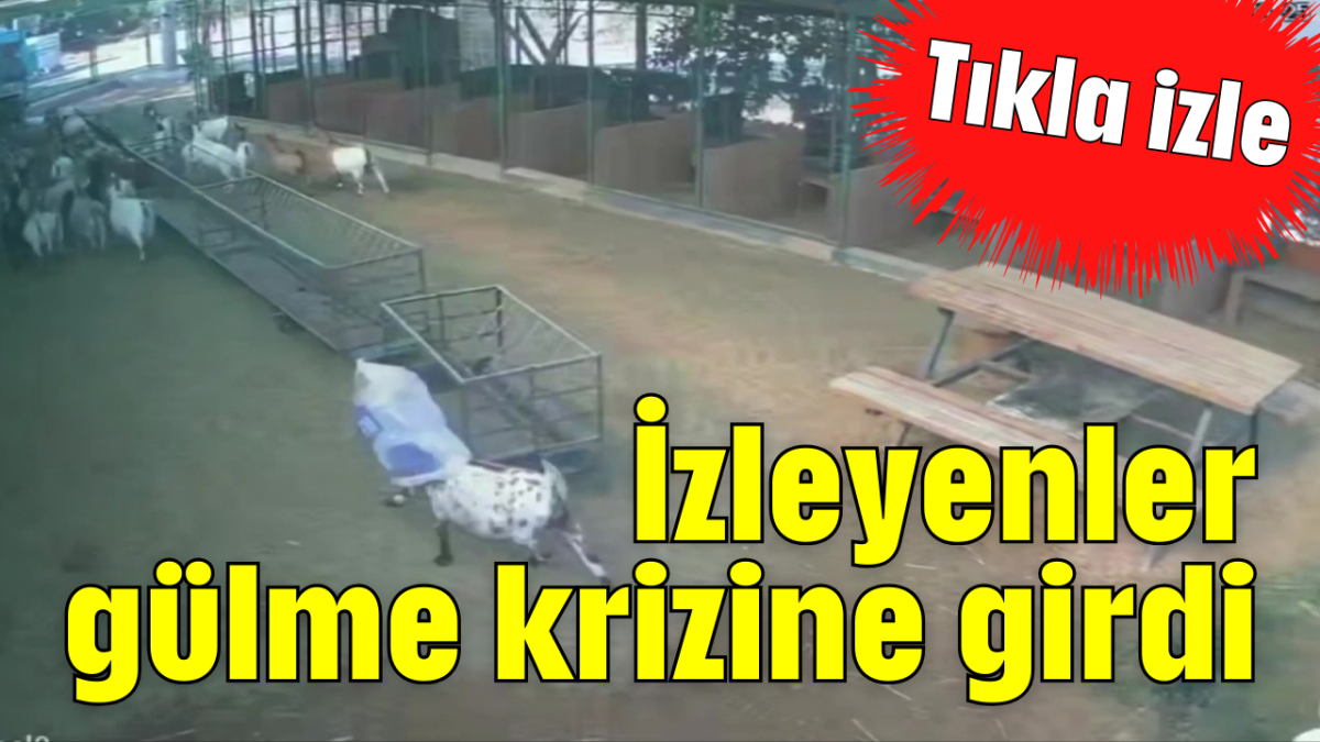 İzleyenler gülme krizine girdi         